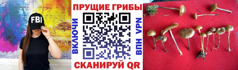 Псилоцибиновые грибы GOLDEN TEACHER  где купить наркотик  Ростов 